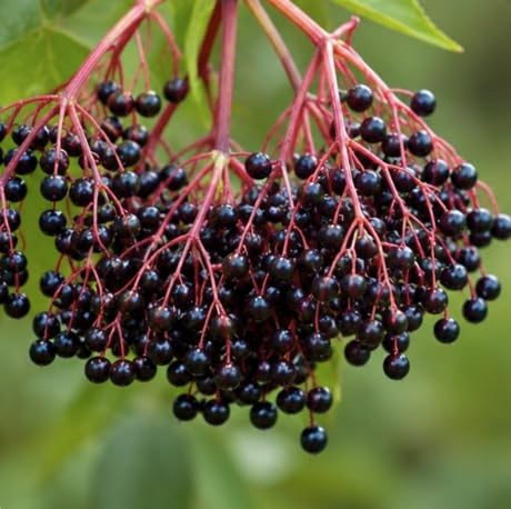 Ranch Elderberry Shrub - 10-14" Tall Live Plant - Gallon Pot by Unknown