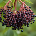 Ranch Elderberry Shrub - 10-14" Tall Live Plant - Gallon Pot by Unknown