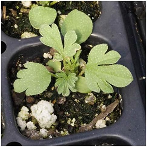 50 Scarlet Globe Mallow Native Wildflower Seeds - Gold Vault Seed Packet - Image 5