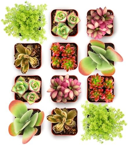 Shop Succulents Endless Summer Succulent Pack Collection - Live Mini Succulent Plants, Low Maintenance, Colors & Textures - Wedding and Party Favors, Gift & Garden, Pack of 12 by ShopSucculents
