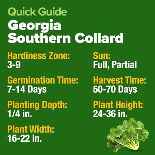 HOME GROWN Georgia Southern Collard Seeds, 600+ Seeds, Brassica oleracea - Image 5