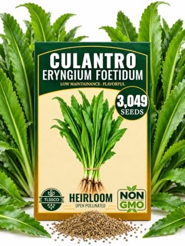 3000+ Culantro (Ngò Gai) Heirloom Herb Seeds, Eryngium Foetidum by Unknown