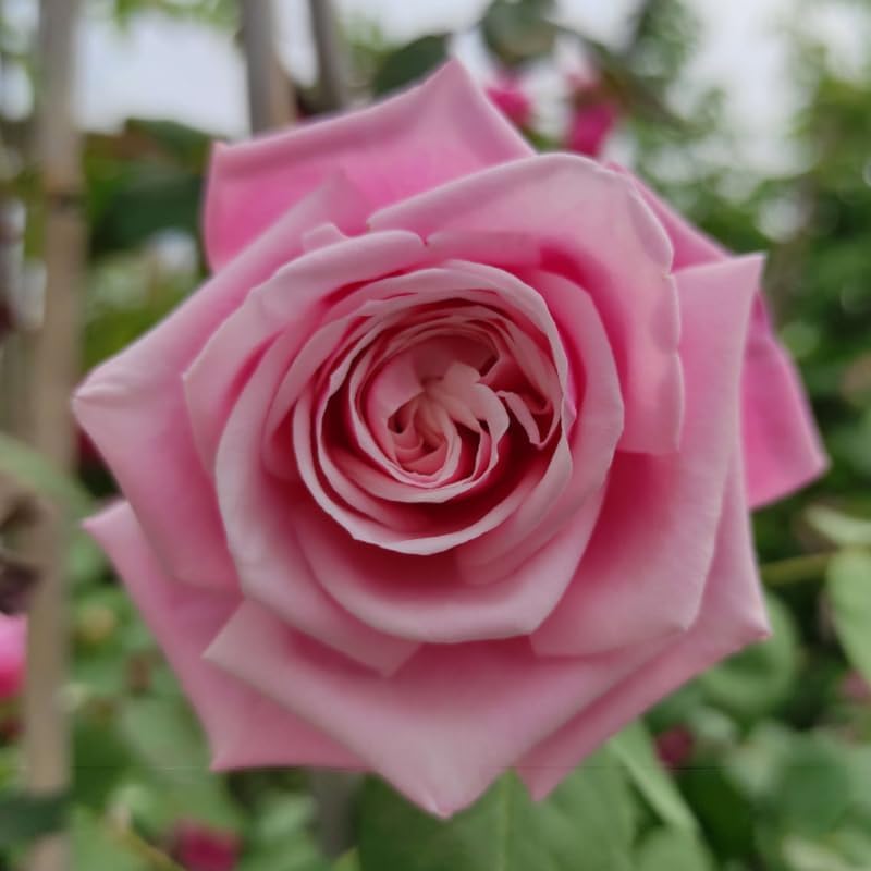 Pink Climbing Rose Live Plant, Flower, 5-10 Inch Tall - Image 5