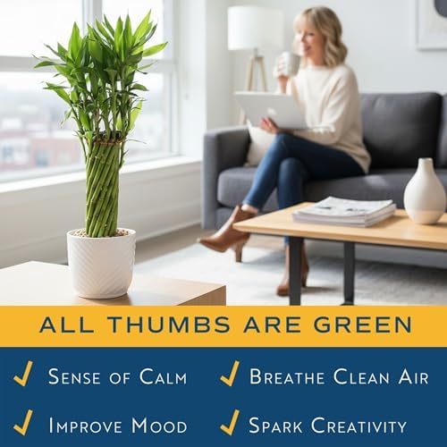 Costa Farms Lucky Bamboo, Live Indoor Plant, Easy Care, Home Decor - Image 4