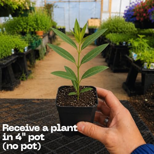 Milkweed Plants Live, Tropical Milkweed Plants, 4-6 Inch Tall - Image 3