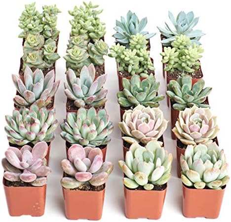 Shop Succulents Pastel Succulent Plant Pack Bulk Collection - Live Mini Succulent Plants, Low Maintenance, Bright & Serene Colors & Textures - Wedding and Party Favors, Gift & Garden, Pack of 16 - Image 2