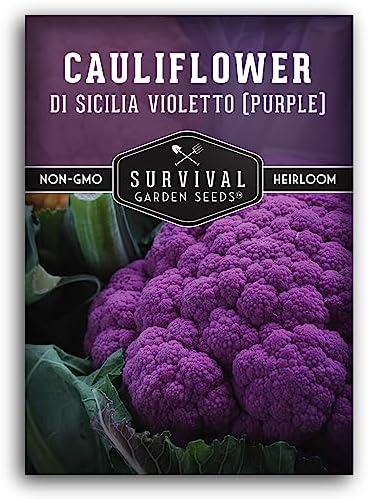 Purple Cauliflower Seeds for Planting, Violetto di Sicilia - 1 Pack by SurvivalGardenSeeds