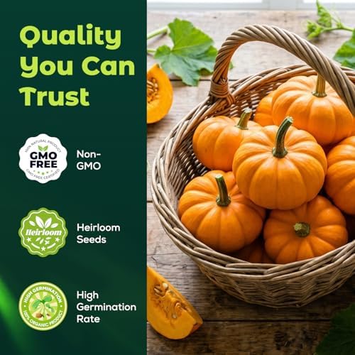 50 Heirloom Small Sugar Pumpkin Seeds for Planting – Sweet Pie Pumpkin, Compact Vines, High Germination, Ideal for Home Garden & Container - Image 2