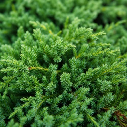 Juniper Procumbens Nana - 45 Live Plants - Drought Tolerant Evergreen Groundcover - Great for Bonsai - Image 3