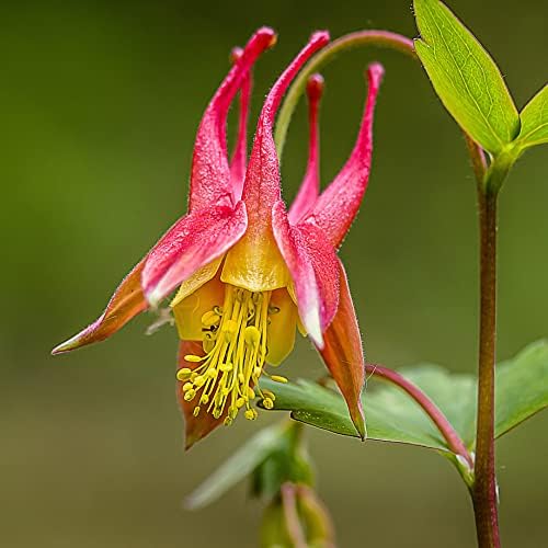 Organic Eastern Red Columbine Plant (Aquilegia Canadensis L) 2.5 inch Pot - Native Plant, Pollinator Garden Plant, Perennial Plant - Image 3