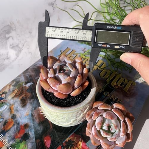 Echeveria Sang-A Rare Live Succulent Plants, 1 Head 2.2" Bare Root Without Pot & Soil, Garden Indoor Office Desk Baby Shower Decoration, Friend Plant Lovers Gifts - Image 7
