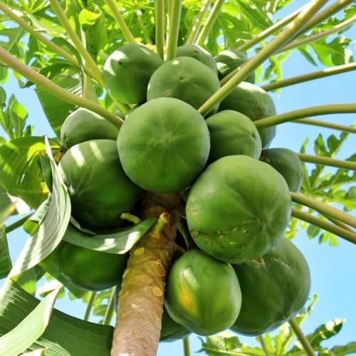 Papaya Seedling Live Plant, Indoor Outdoor Plant, 4-8 Inch Tall - Image 4
