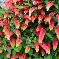 2 Red Live Shrimp Plants, Outdoor Landscape Shrub, 5 Inch Tall by PlantsSeedsBulbs
