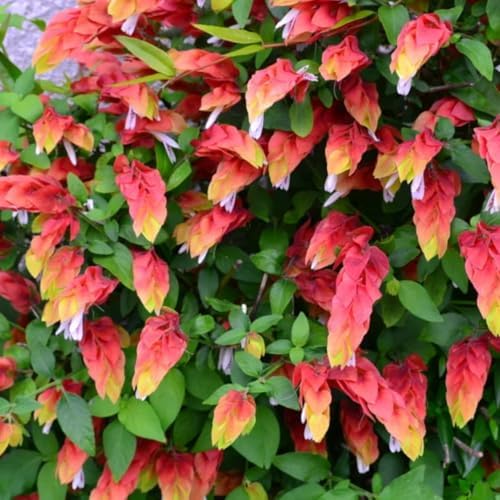 2 Red Live Shrimp Plants, Outdoor Landscape Shrub, 5 Inch Tall by PlantsSeedsBulbs