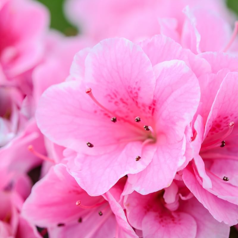 Pink Weigela Live Plant, Patio Shrub, 4 Inch Pot - Image 2