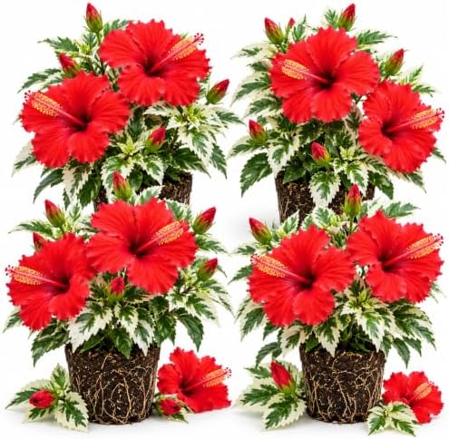 4 Variegated Red Hibiscus Plants Live, Cold Hardy Flower Bush, 4-8" Tall by Unknown