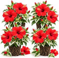 4 Variegated Red Hibiscus Plants Live, Cold Hardy Flower Bush, 4-8" Tall by Unknown