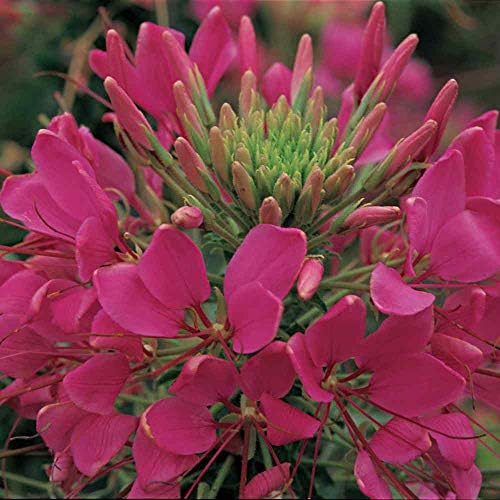 Outsidepride Rose Cleome Seeds - 1000 Pcs Annual Flower Seeds with Large, Airy, Spidery Blooms, Drought Tolerant Spider Plant for Xeriscaping, Flower Bed, Border, Pollinator, & Cut Flower Garden by Outsidepride