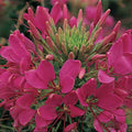 Outsidepride Rose Cleome Seeds - 1000 Pcs Annual Flower Seeds with Large, Airy, Spidery Blooms, Drought Tolerant Spider Plant for Xeriscaping, Flower Bed, Border, Pollinator, & Cut Flower Garden by Outsidepride