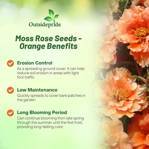 Outsidepride Orange Moss Rose Seeds - 10000 Pcs Annual, Drought & Heat Tolerant, Pollinator Friendly Ground Cover Seeds for Planting w/Vibrant Blooms & Succulent Foliage, Ideal for Xeriscaping - Image 3