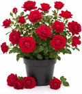 Red Don Juan Rose Plant Live for Planting, Fragrant Red Flowering, Climbing Rose Bush Plant for Outdoor Garden 4 to 6 Inch Tall, No Pot by Unknown