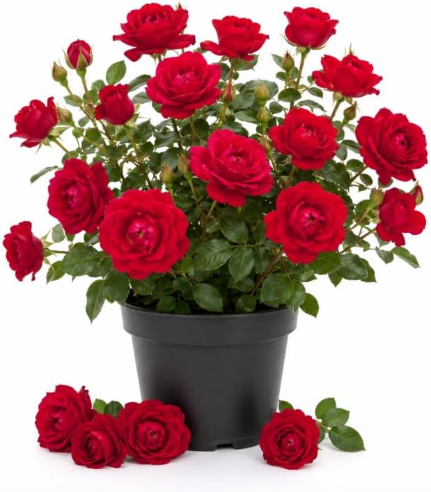 Red Don Juan Rose Plant Live for Planting, Fragrant Red Flowering, Climbing Rose Bush Plant for Outdoor Garden 4 to 6 Inch Tall, No Pot by Unknown