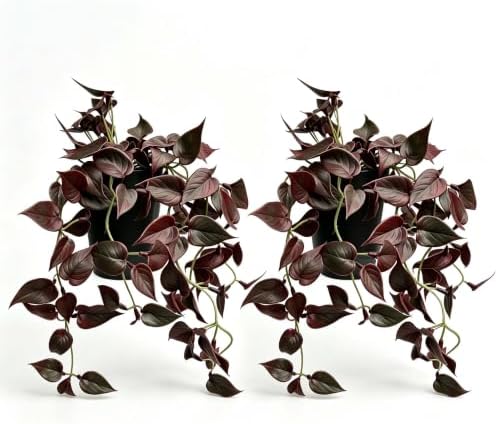 2 Pack Artificial Red Satin Pothos, Faux Trailing Vine Potted Plans by QenyiHPD