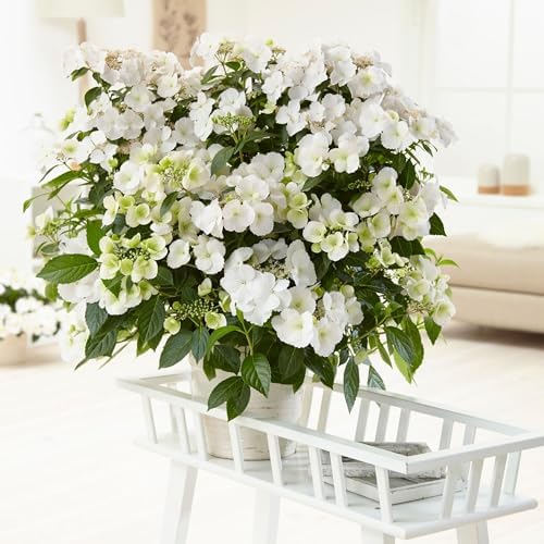 Proven Winners 2 Gal. Fairytrail Bride Hydrangea Shrub - Image 5