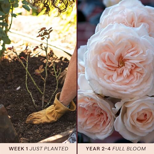 Heirloom Climbing Roses, Live Own Root Plant, Arborose® Honeymoon - Image 3