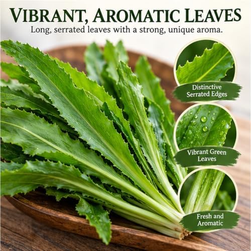 3000+ Culantro (Ngò Gai) Heirloom Herb Seeds, Eryngium Foetidum - Image 5