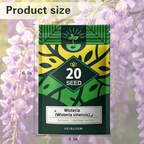 Wisteria Seeds for Planting Outdoor, Perennial Vine Fragrant Purple Flowers - Image 7