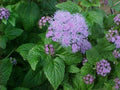 Blue Mistflower - #1 Container by Unknown