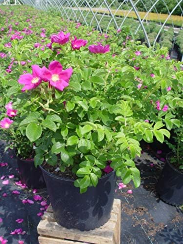 Rosa rugosa (Rugosa Rose) Rose, pink flowers, #3 - Size Container - Image 4