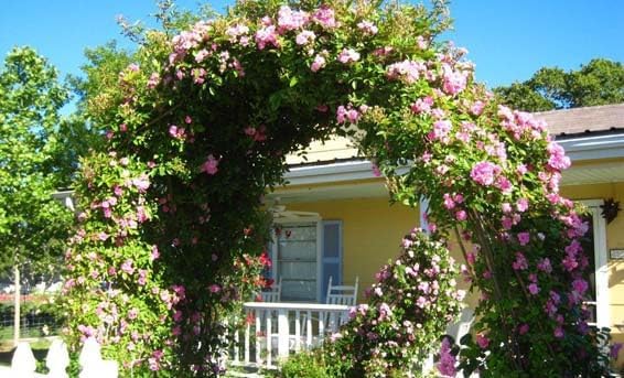 Peggy Martin Climbing Rose - Live Plant - (1 QT) - Image 5