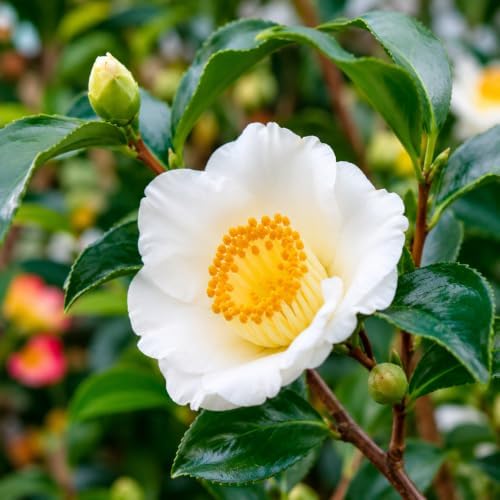 Tea Plant (Camellia sinensis) - 10-18" Tall Live Plant - Gallon Pot by Unknown