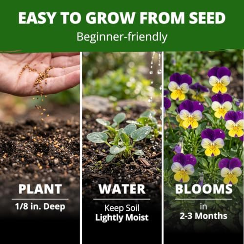 HOME GROWN Johnny Jump Up Helen Mount Seeds, 6,000 Seeds, Viola Tricolor - Image 4