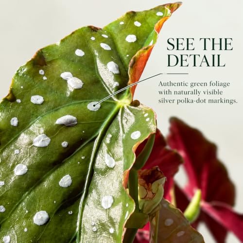Live Begonia Maculata Plant - Polka Dot Angel Wing Houseplant Vine - Image 2