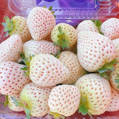 Rare Live White Pineberry Strawberry Plant - Non-GMO Fruiting Shrub in 4-Inch Nursery Pot – Creamy White Fruit with Red Seeds – Sweet & Tropical Flavor for Home Gardens and Patio Containers - Image 6