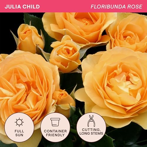 Heirloom Floribunda Roses, Live Own Root Plant, Julia Child™ - Image 4