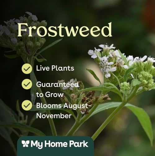 32 Culver's Root (Veronicastrum virginicum) Live Plants – Native Flower, Pollinator Garden Perennial Wildflower for Summer Color, Low Maintenance Partial to Full Sun Flowers - Image 3