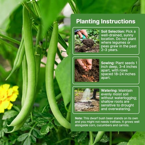 Groundio 30+ Contender Bush Green Bean Seeds - Phaseolus Vulgaris - Image 3