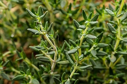 TKE Farms & Gardens - Thyme Seeds for Planting – Non-GMO, High Germination, Drought-Tolerant, 3500+ Seeds – Ideal for Indoor, Outdoor, Hydroponics, Containers, Herb Spirals, and Rock Gardens - Image 3