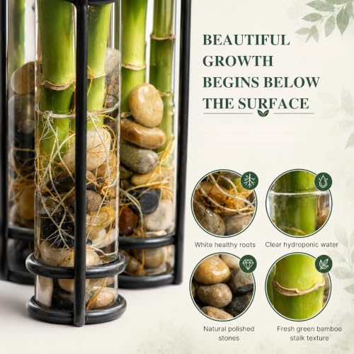 Lucky Bamboo Live Plant, Heart Shaped Zen Bamboo Hydroponic Plant - Image 3