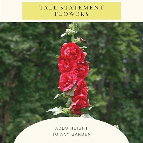 Sereniseed Double Mixed Hollyhock Seeds (1 oz) - Image 4