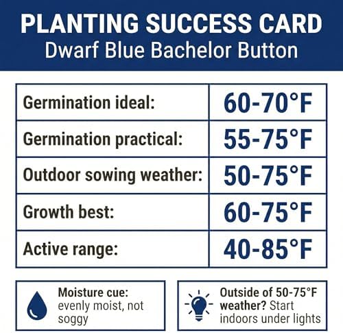 1000 Dwarf Blue Bachelor Button Flower Seeds for Planting, Centaurea cyanus (Cornflower), Heirloom, Non-GMO, USA Grown - by RDR Seeds - Image 5