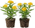 Set 2 Asclepias Plants Perennial Milkweed Flowers Bushes 4-6 Inch Tall (Yellow Milkweed Flowers Plants) by MocNursery