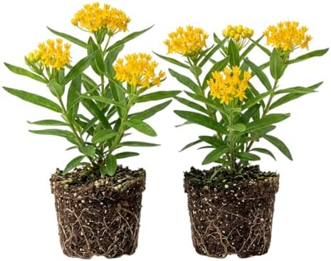 Set 2 Asclepias Plants Perennial Milkweed Flowers Bushes 4-6 Inch Tall (Yellow Milkweed Flowers Plants) by MocNursery
