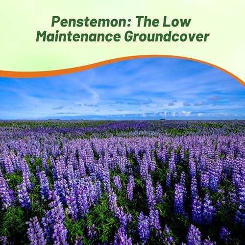 Outsidepride Penstemon Seeds - 5000 Pcs Perennial, Drought-Tolerant & Pollinator Friendly, Strictus Rocky Mountain Wildflower Seeds for Planting with Vibrant Blue-Violet Blooms, Ideal for Xeriscaping - Image 6
