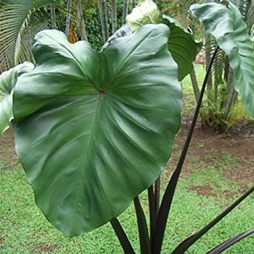 Violet Stemmed Taro, a Great Live Pond Plant for Your Water Garden. Filters The koi and Goldfish Pond. Good for Bogs, Plant Shelf or Shallow Water This marginal Aquatic is a Real Beauty - Image 5