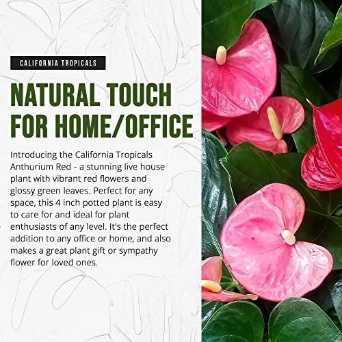 California Tropicals Anthurium Red - Live House Plants Indoor, 4 Inch Pot for Easy Care, Perfect for Office, Home & Flamingo Decor, Real Plant, Plant Gift, Flowering Plants, Sympathy Flowers - Image 7
